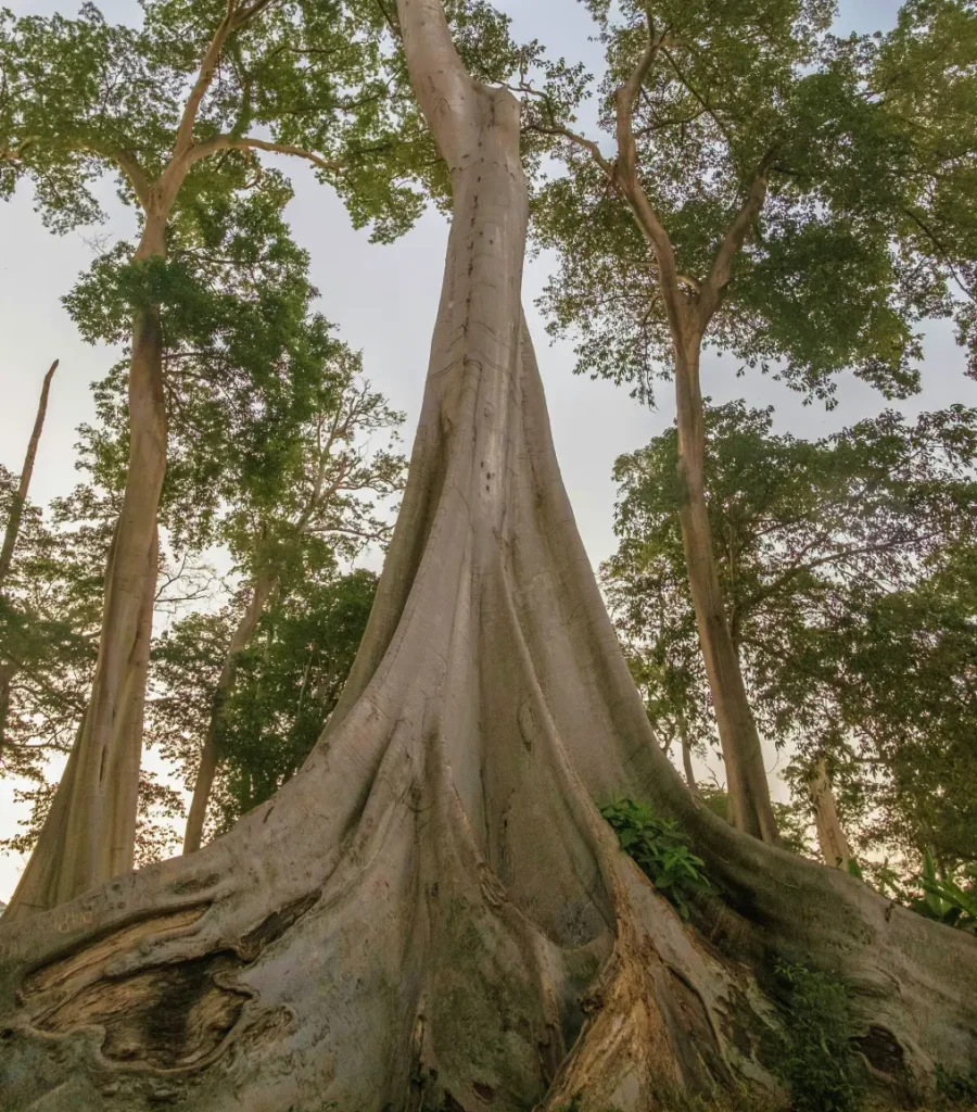 The Blossom Tree - Mindfulness Services in Cyprus and Greece